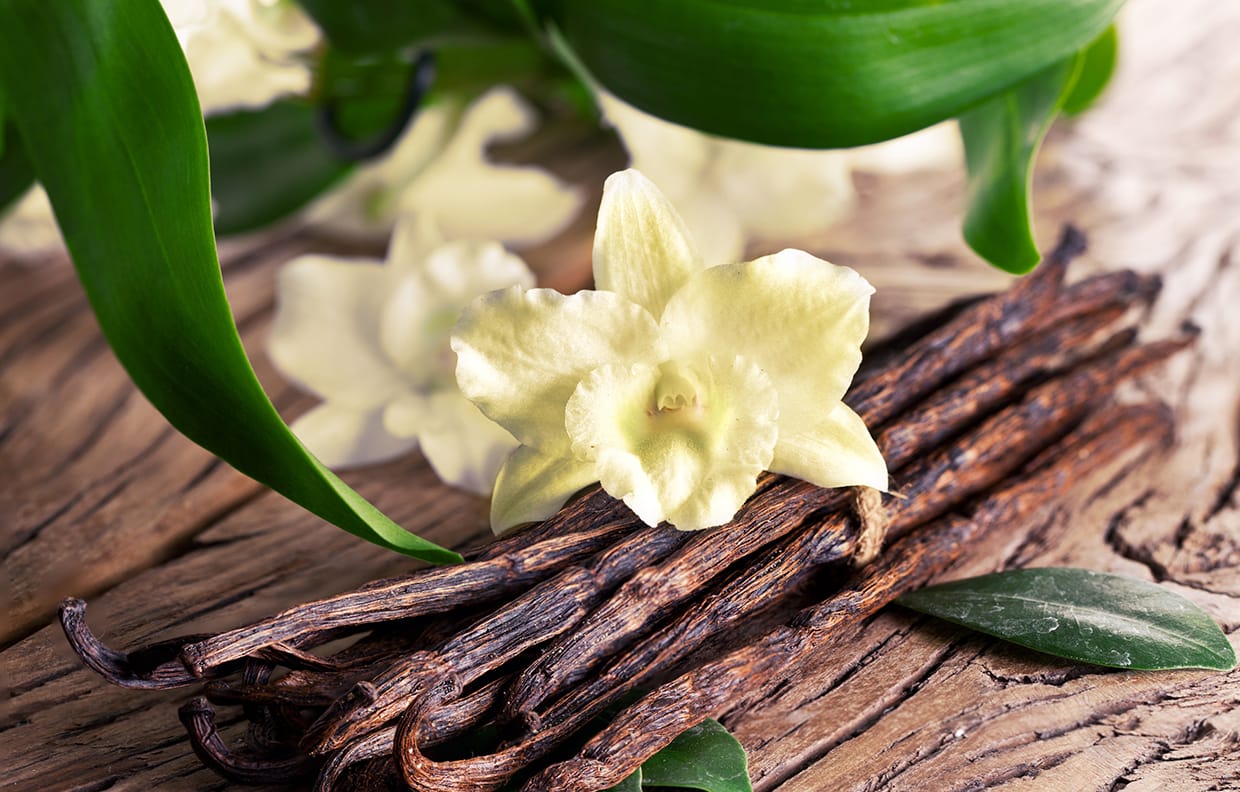 バニラの花 イメージ