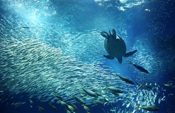 アクアワールド茨城県大洗水族館