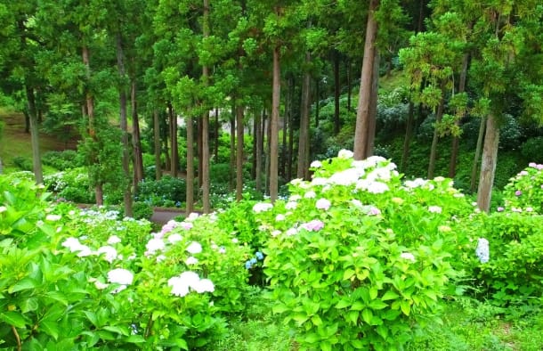 いばらきフラワーパーク