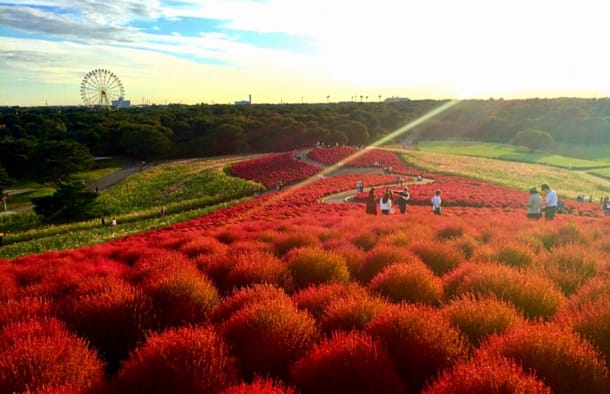 国営ひたち海浜公園