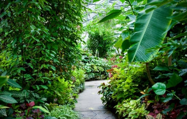 熱帯植物館