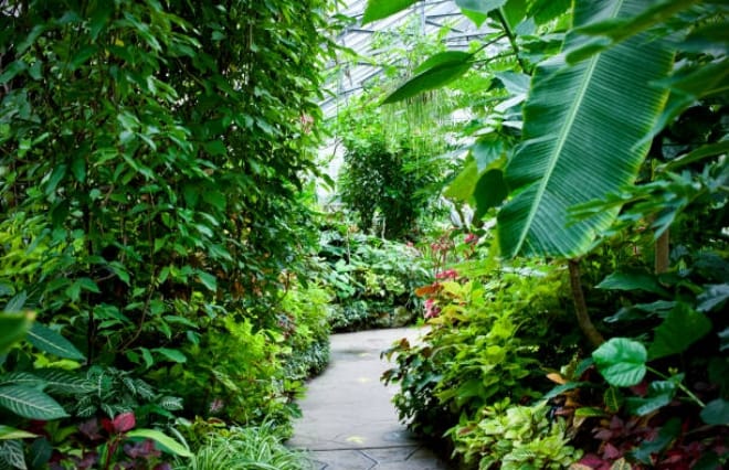 植物の楽園！約240種、23,000本の植物を観察