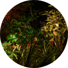 夜の熱帯植物館