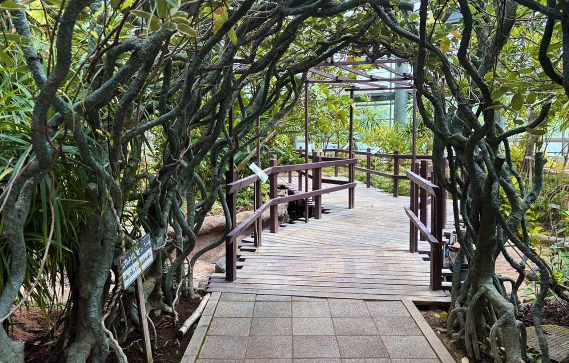 ナイトウォーク