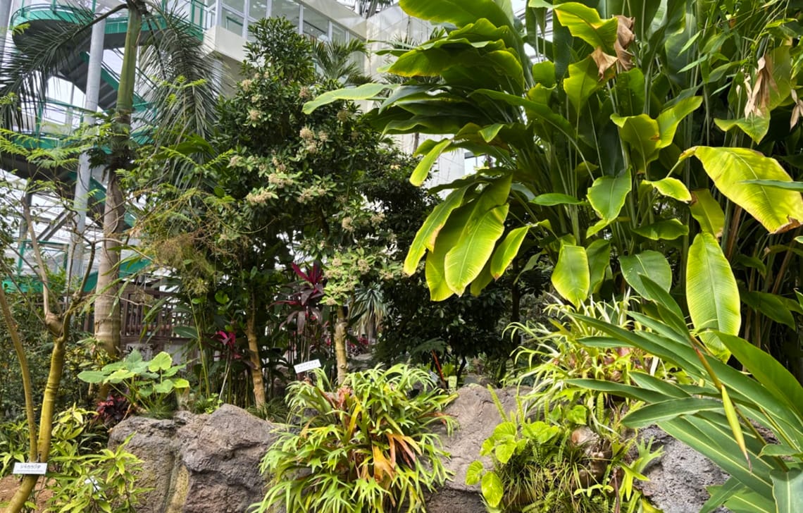 チェックイン&植物園散策