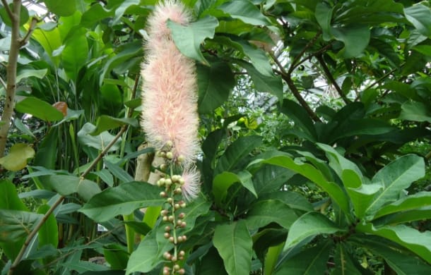 サガリバナ