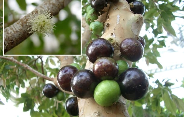 ジャボチカバ