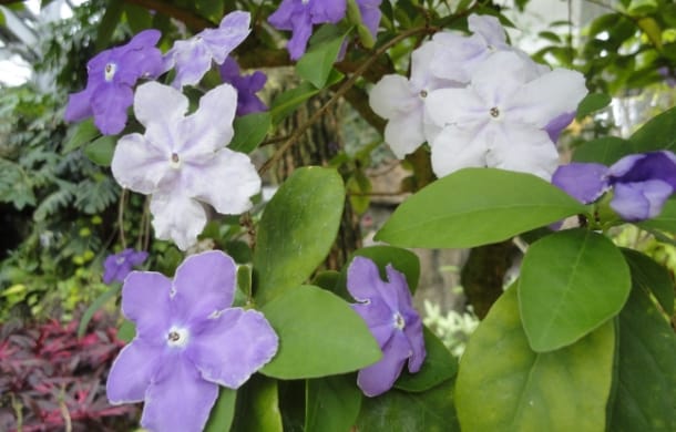 ニオイバンマツリ