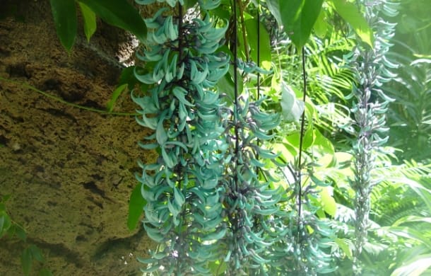 ヒスイカズラ