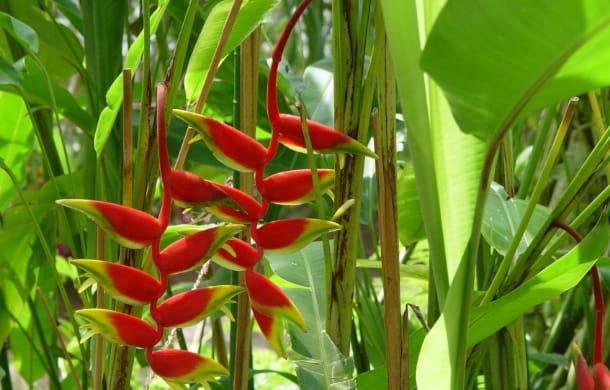 ヘルコニア・ロストラタ