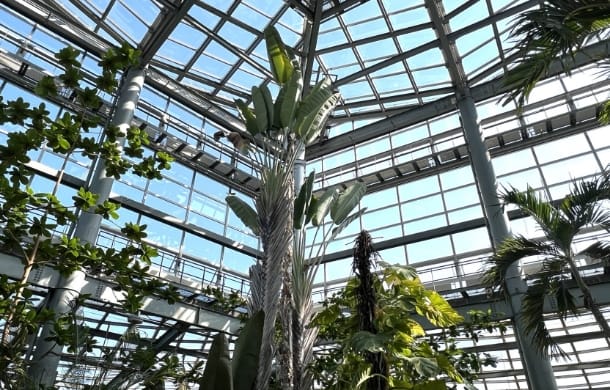 オオギバショウ