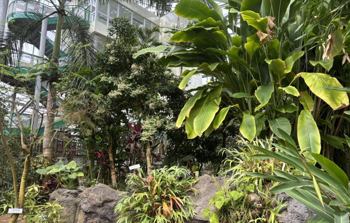 熱帯・亜熱帯植物